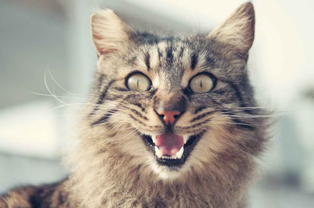 animal animal photography blur cat